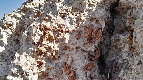 closeup of part of the western cliff of Wadi Makkuk