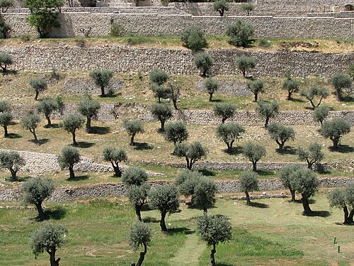 trees in the Valley of Jehoshaphat