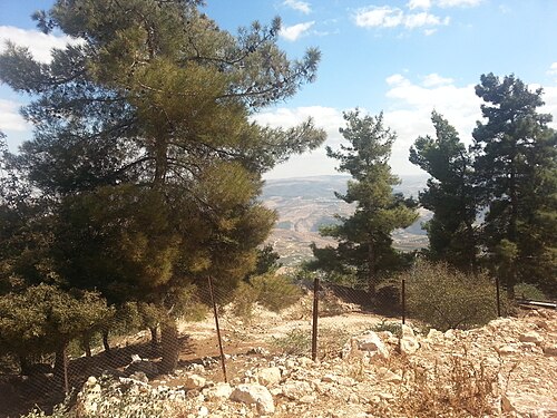 trees in the Ajloun Forest Reserve