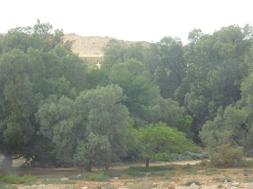 trees at Birein
