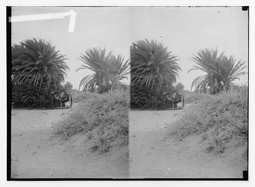 historical closeup of trees along Wadi Gharandal