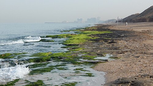 panorama of Tell er Reqqeit