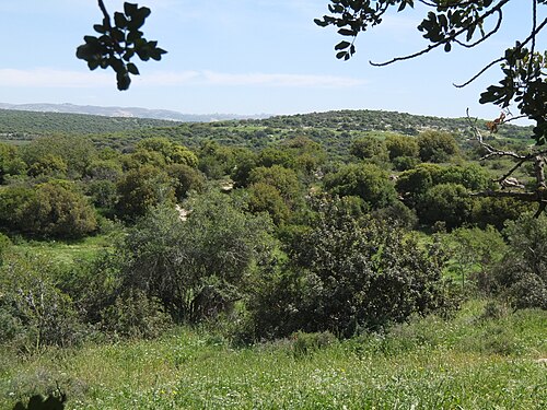 panorama of hills in the Shephelah